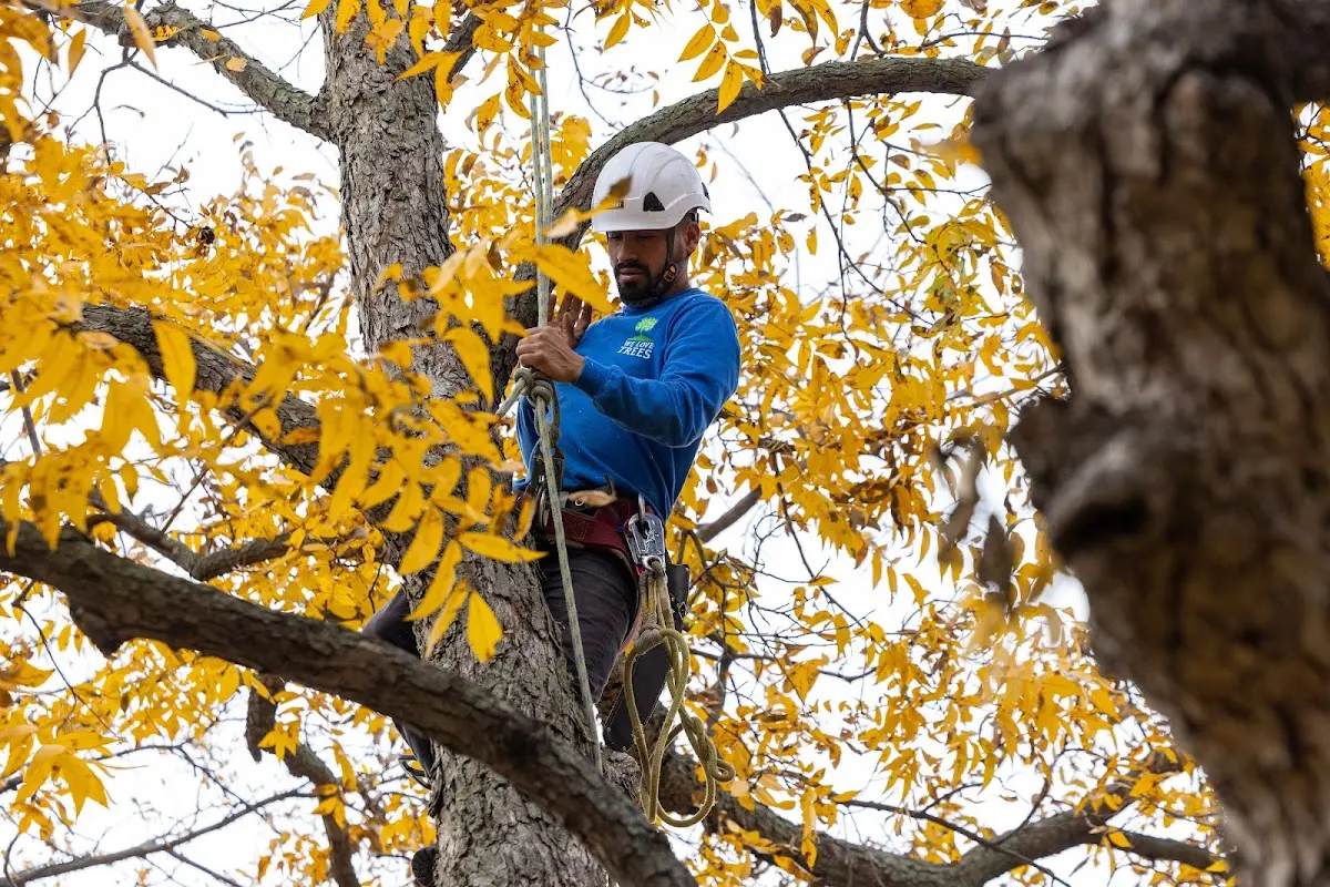 Skilled Tree Transplanting crew working in Longbranch