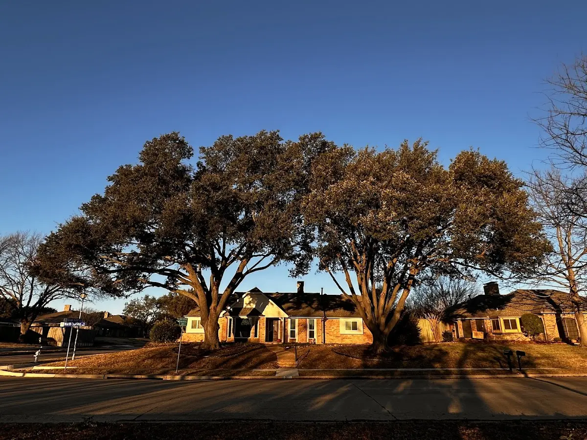 Established residential canopy tree shading a home in Longbranch