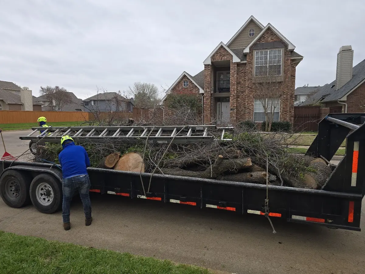 Expert Tree Removal with proper safety equipment in Longbranch